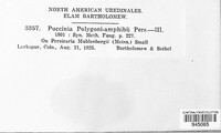 Puccinia polygoni-amphibii var. polygoni-amphibii image